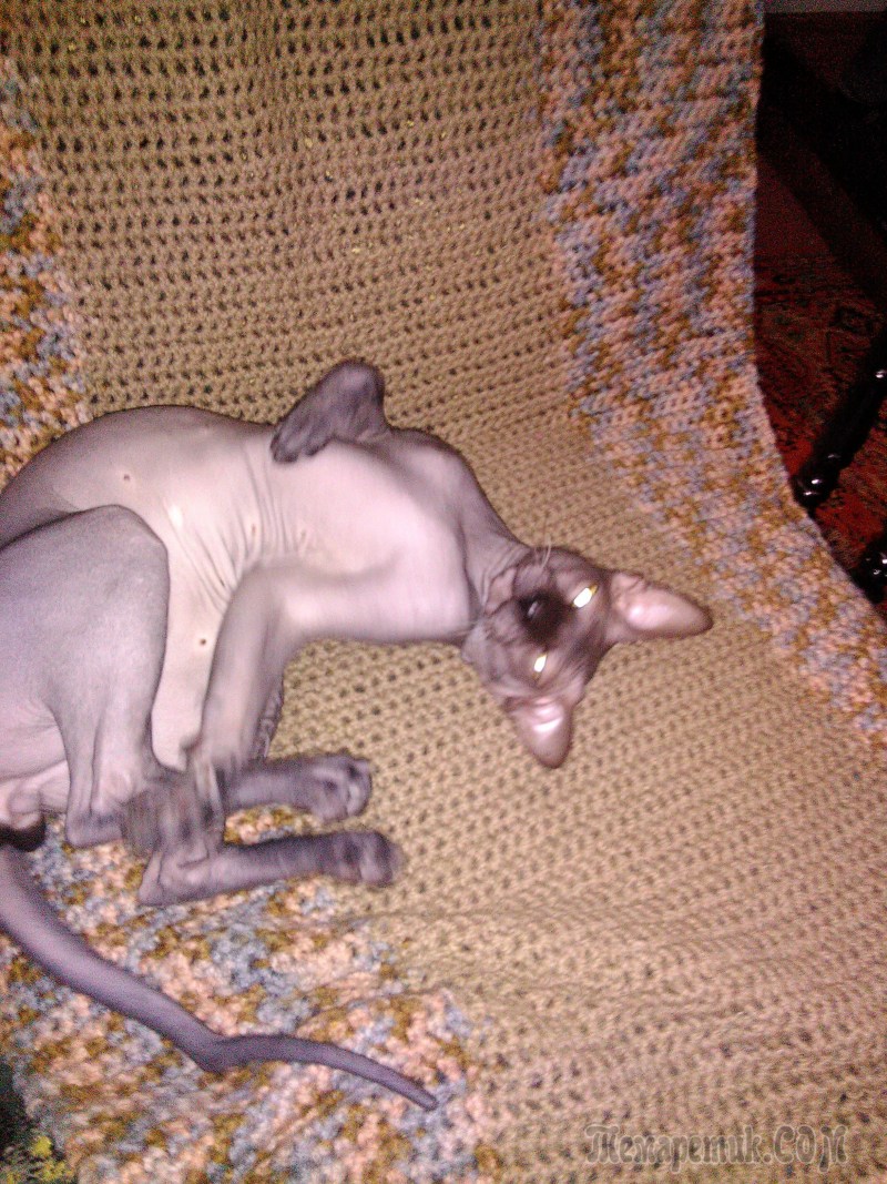 Кошки совокупляются