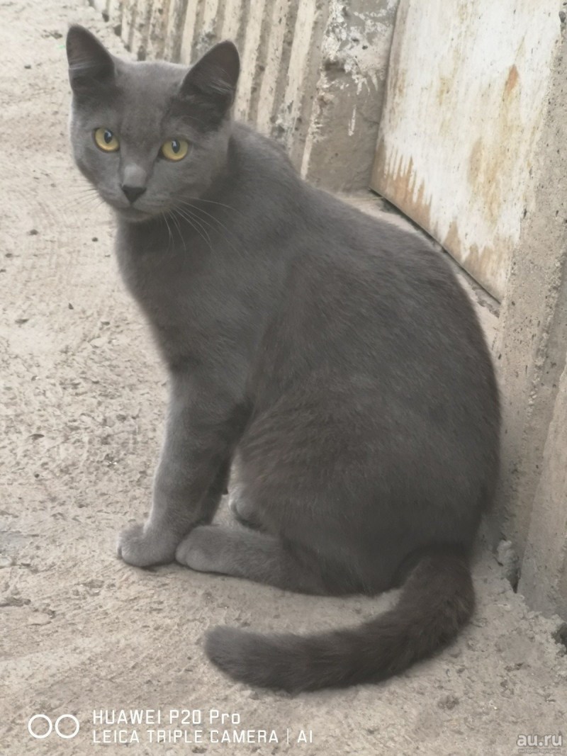 Кот Сибирский гладкошерстный дымчатый