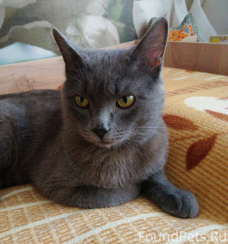 Дымчатые коты породы