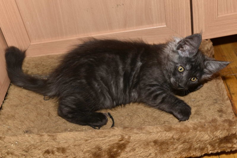 Черный дымчатый кот
