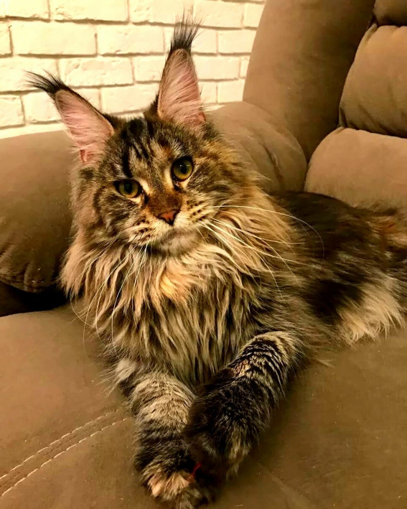 Крупные коты Мейн кун
