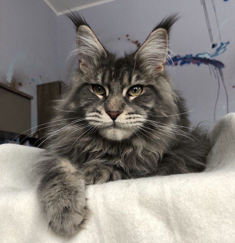 Коты Мейн кун