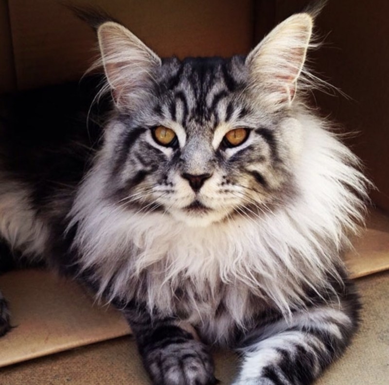Крупные коты Мейн кун
