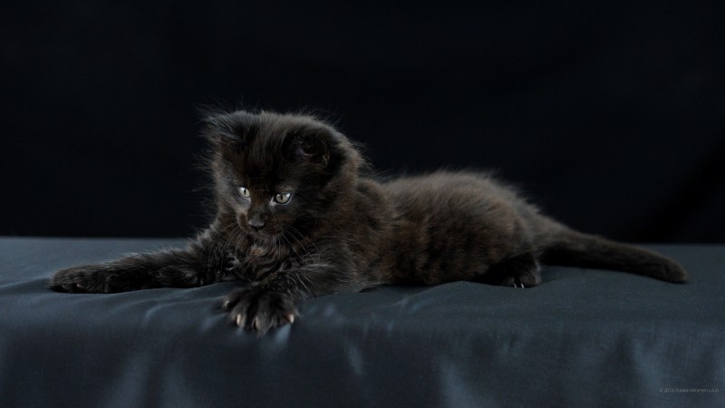 Шотландская вислоухая кошка трехцветная