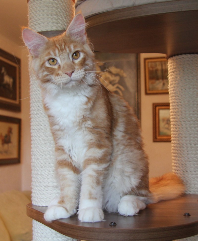 Вислоухий Мейн кун котенок