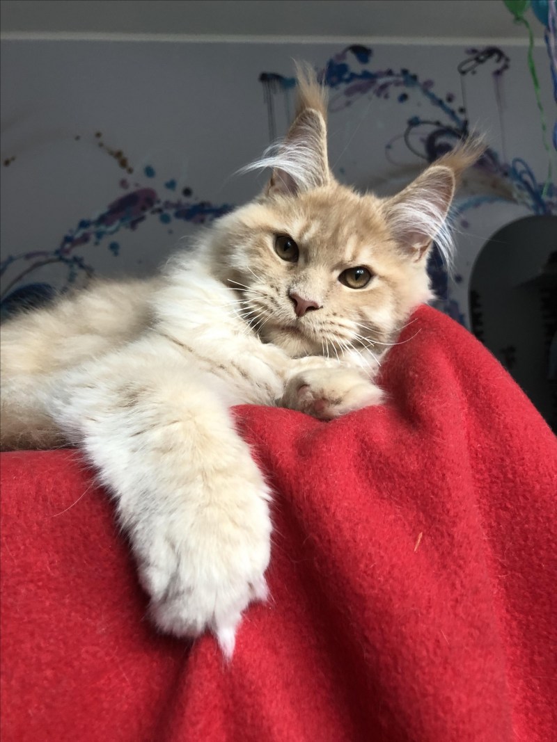Котята Мейн кун Браун табби