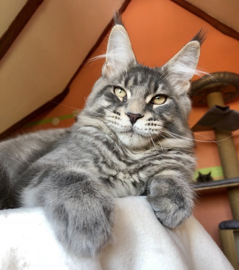 Вислоухий Мейн кун котенок