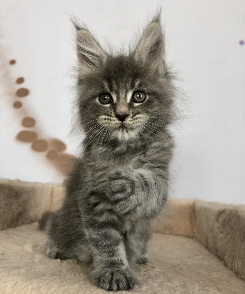 Вислоухий кот Мейн кун