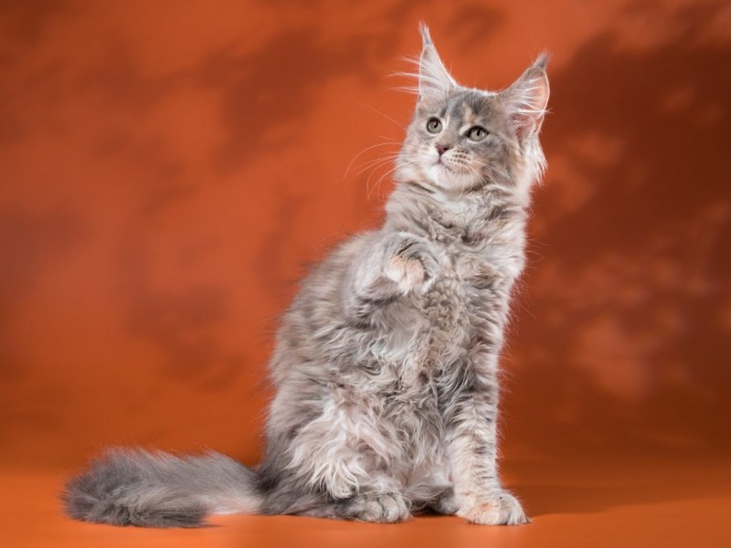 Вислоухий Мейн кун котенок