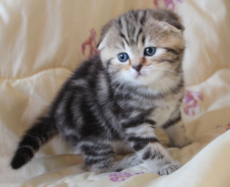 Шотландские котята Браун табби