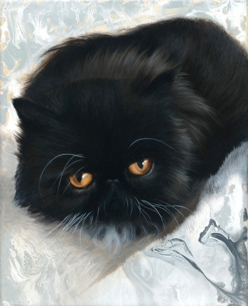 Персидский кот черный