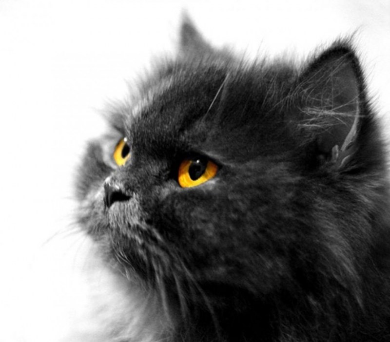 Персидская кошка черная