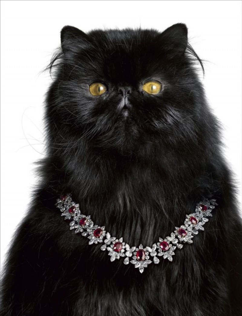 Персидский кот черный