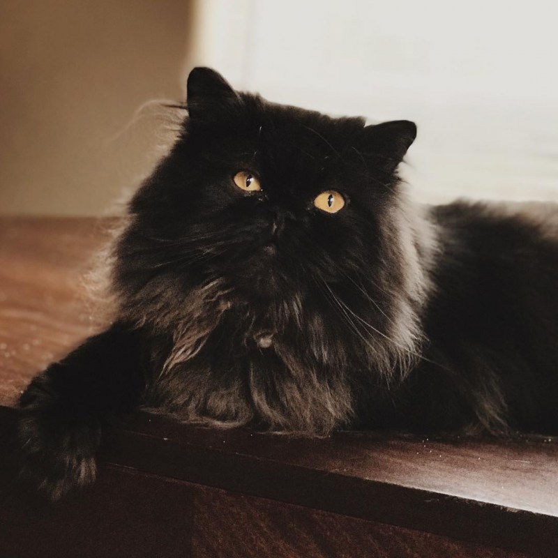 Персидский кот черный