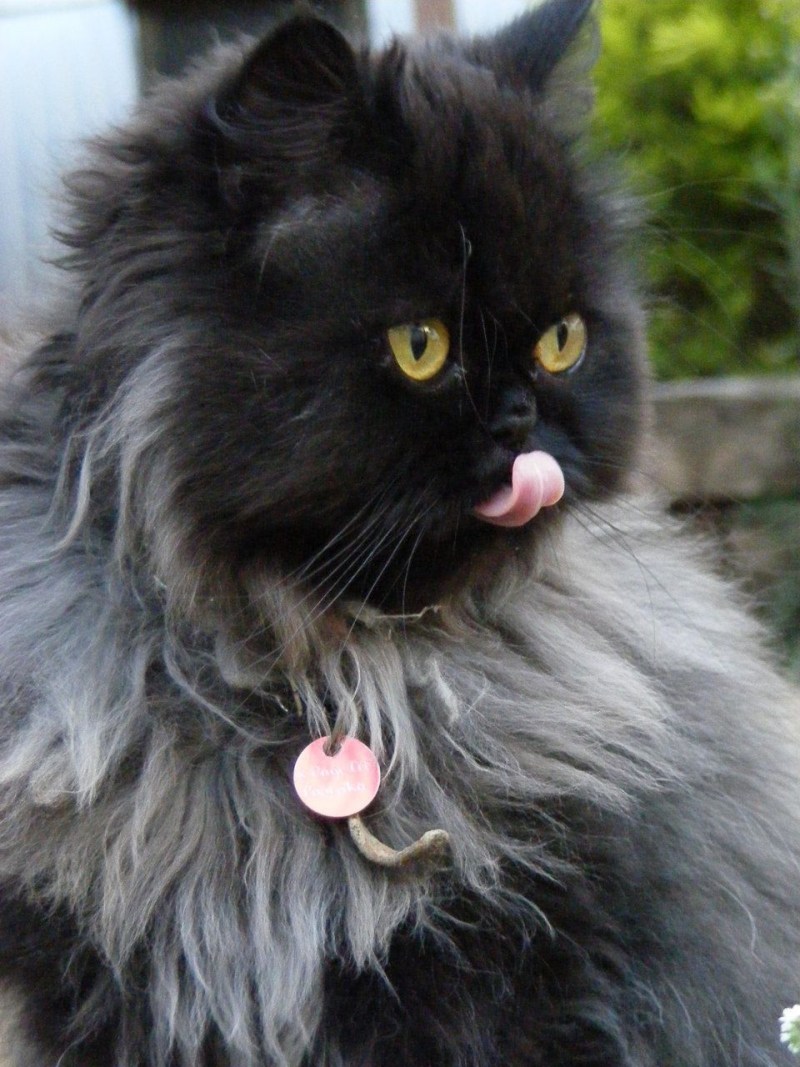Персидский кот черный