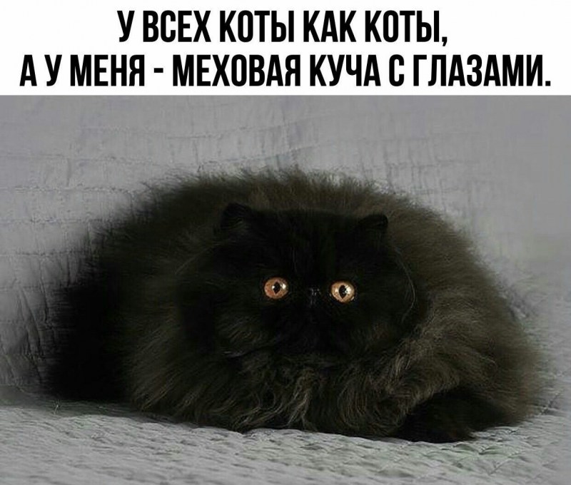 Персидская кошка чёрная вислоухая