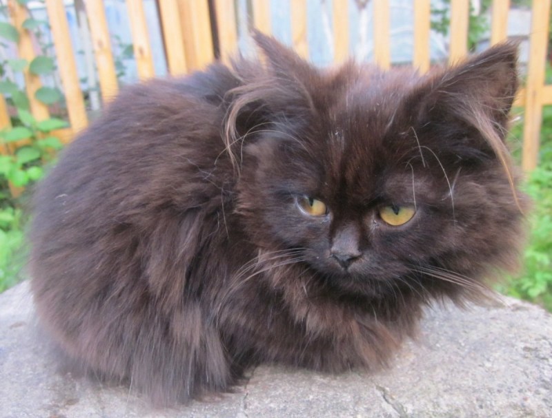 Полуперсидский кот черный
