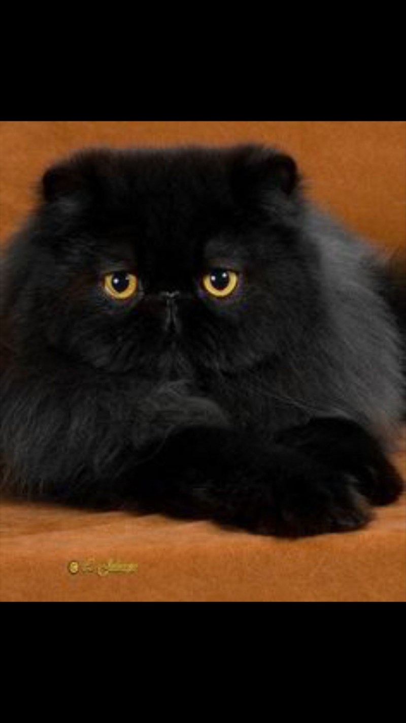 Кот экзот черный длинношерстный