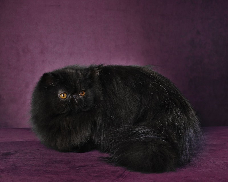 Персидская кошка черно серая