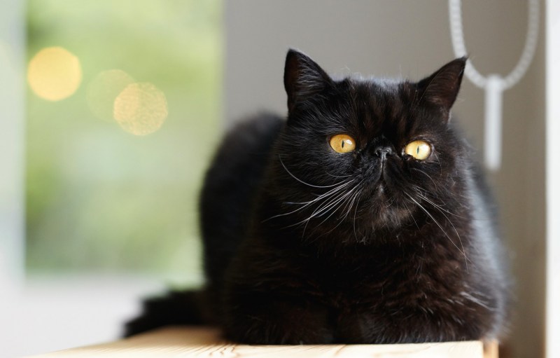 Персидский кот черный гладкошерстный