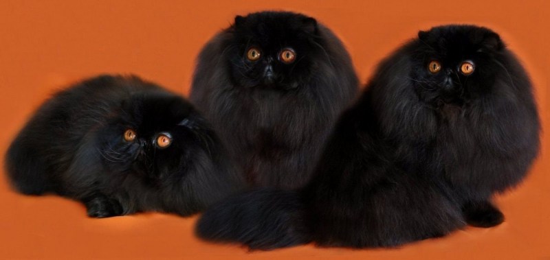 Персидская кошка чёрная вислоухая