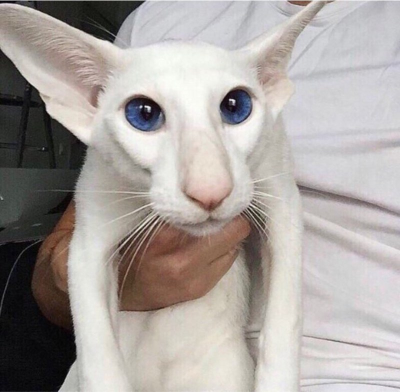 Коты ориенталы грузины