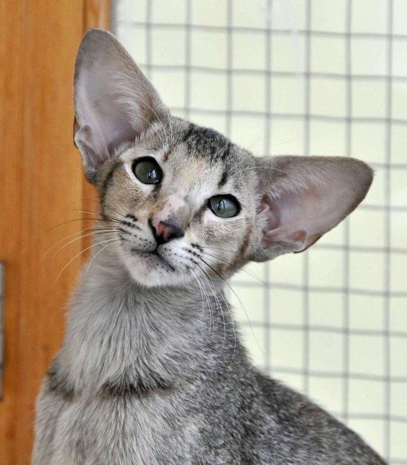 Коты ориенталы