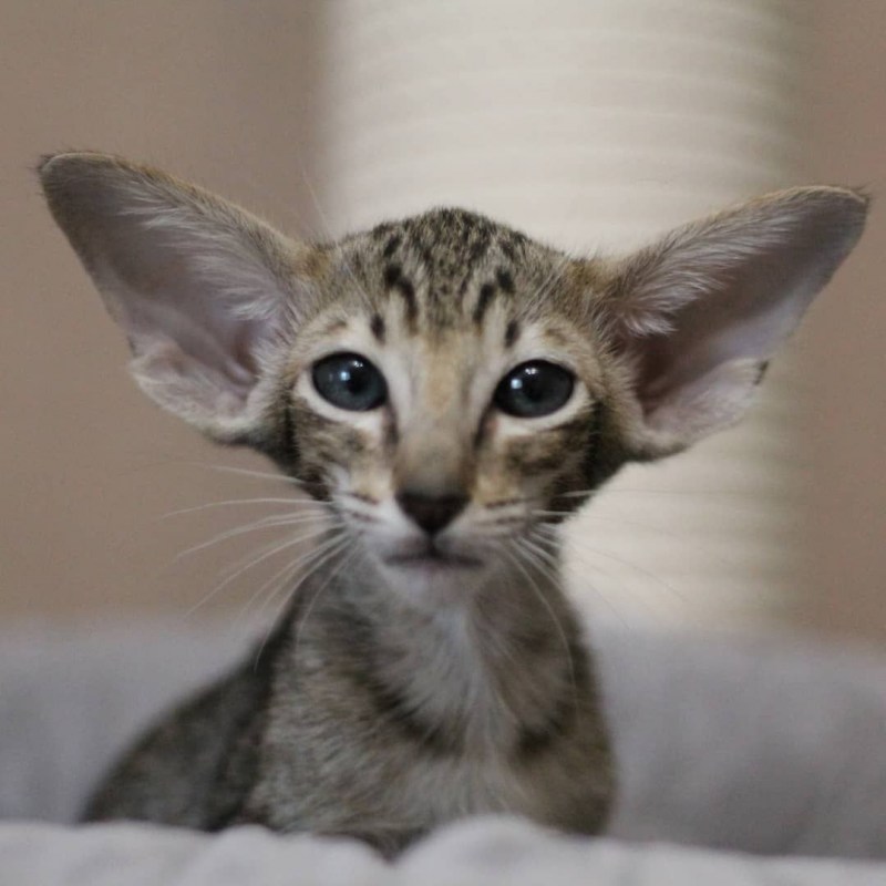 Ориентальная кошка котята