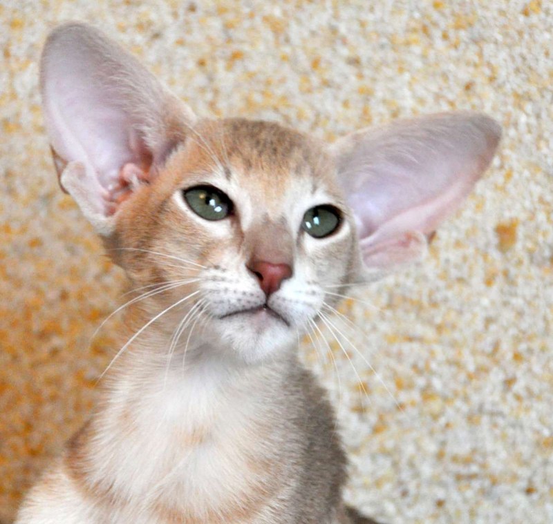 Коты ориенталы