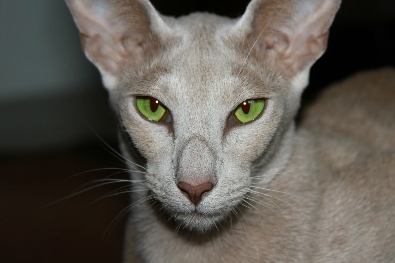 Кошка Ориентал