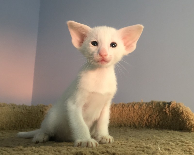 Ориентальная кошка котята