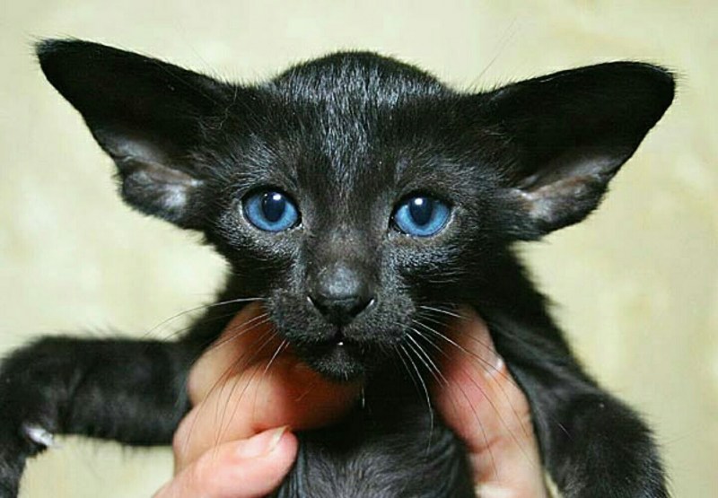 Ориентальная кошка черная котенок