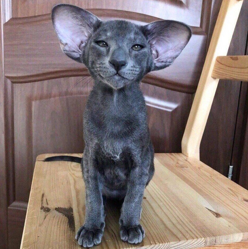 Ушастая кошка Ориентал
