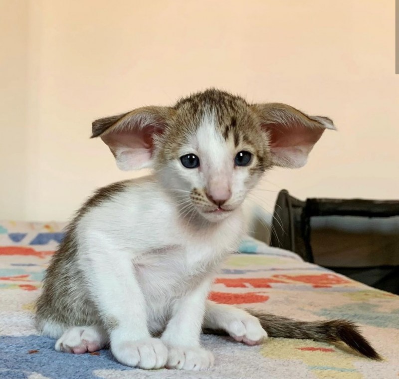 Длинноухий кот