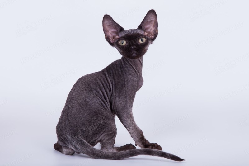 Корниш рекс кошка