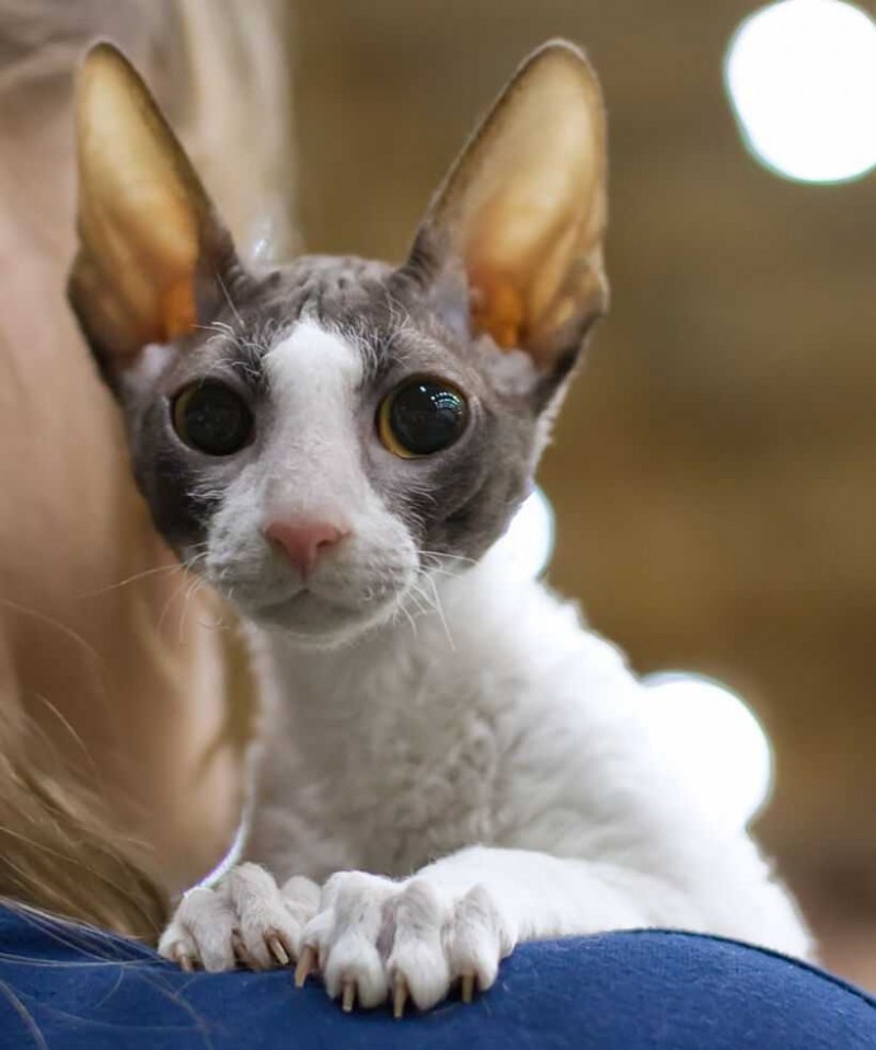 Корниш Девон сфинкс
