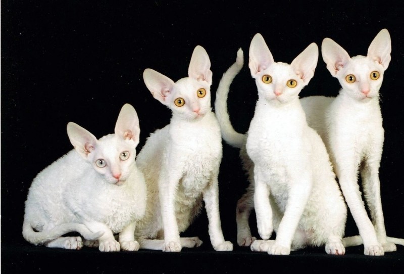 Коты породы Корниш рекс
