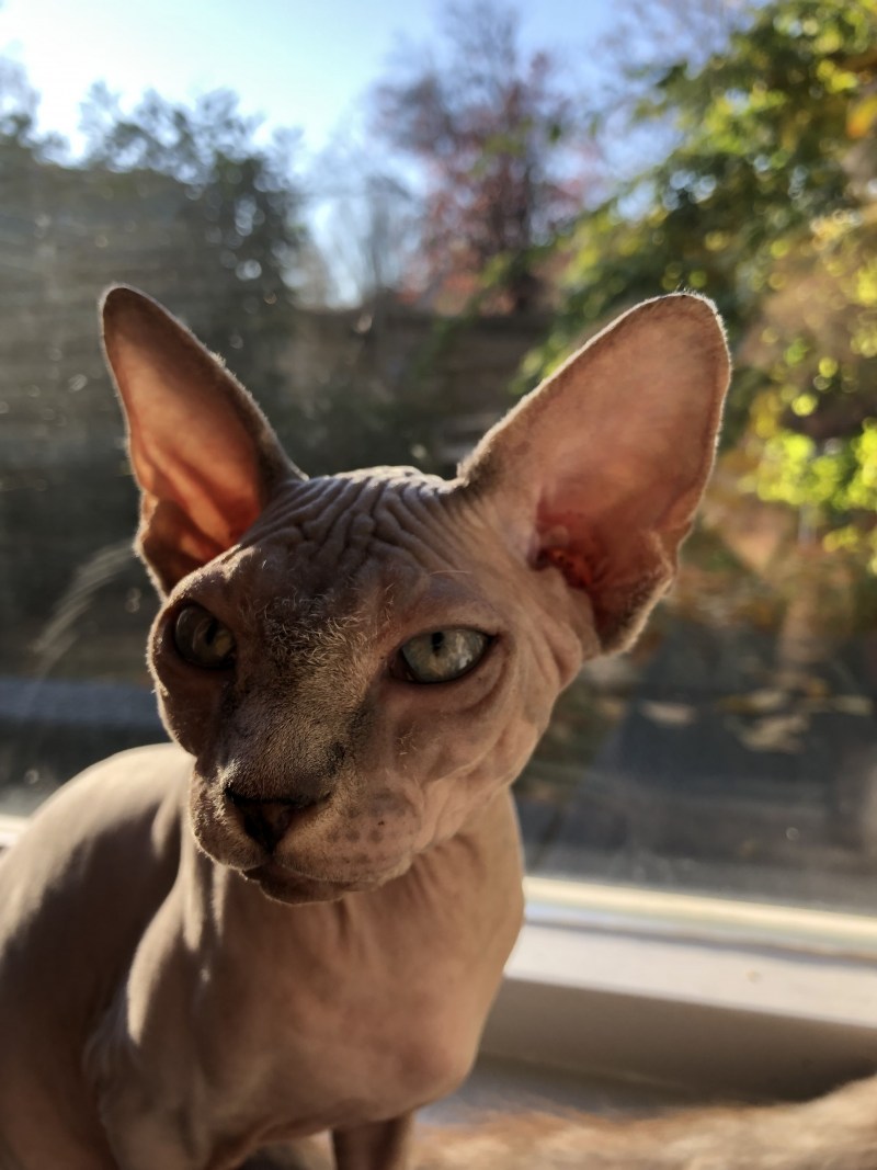 Корниш рекс