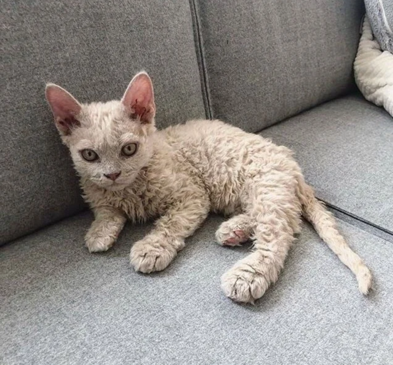Корниш рекс кошка