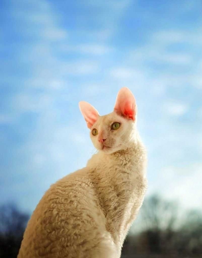 Корниш рекс порода кошек