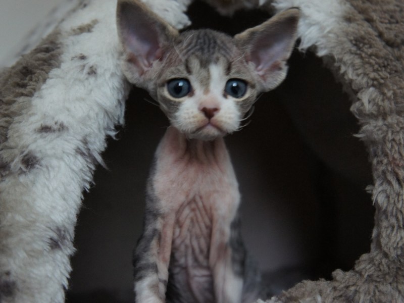 Сфинкс Корниш рекс