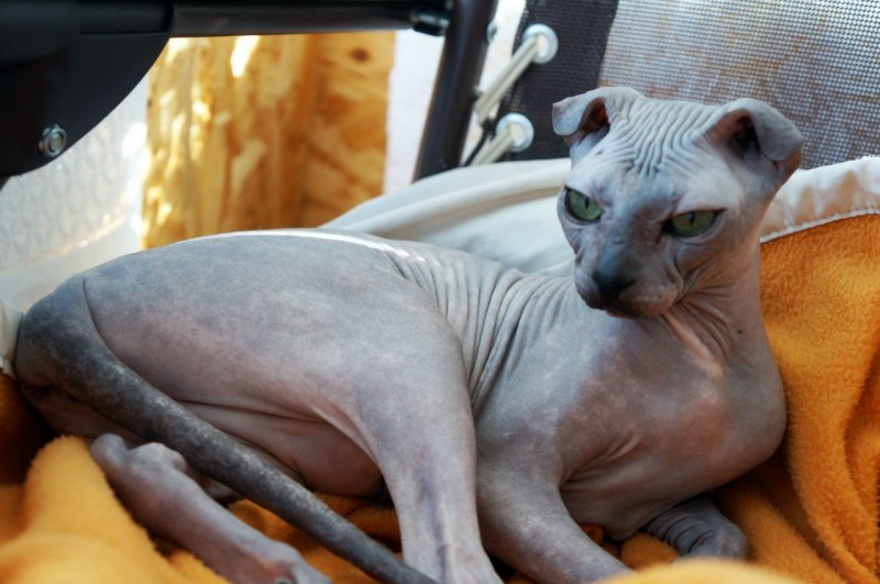 Корниш рекс кошка