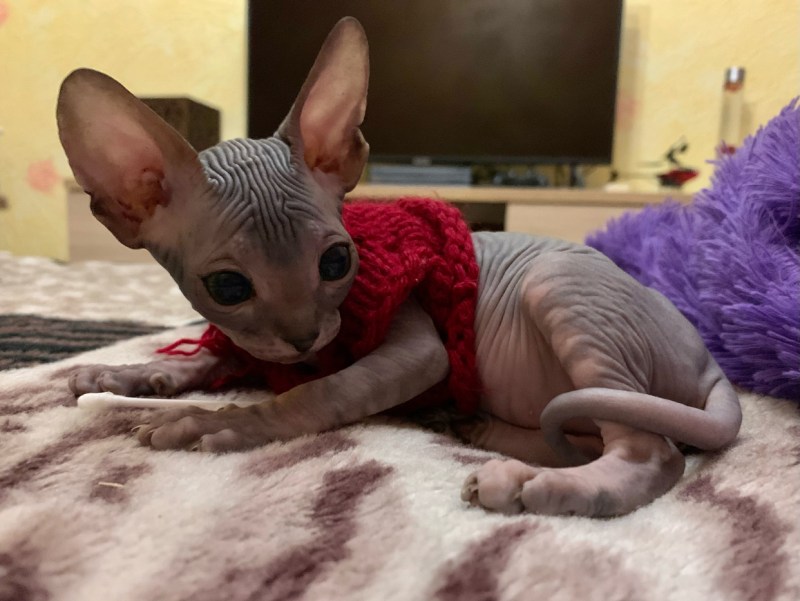 Кудрявый сфинкс Корниш рекс