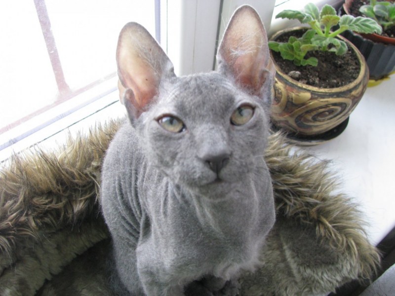 Корниш рекс