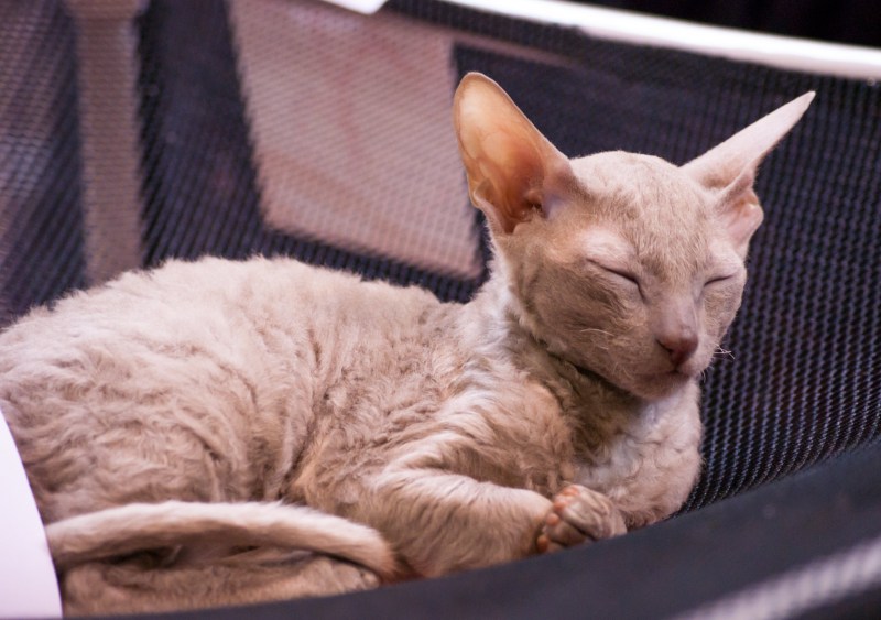 Коты породы Корниш рекс