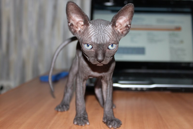 Кот Донской сфинкс