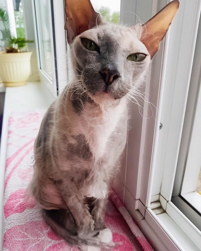 Сфинкс короткошерстный