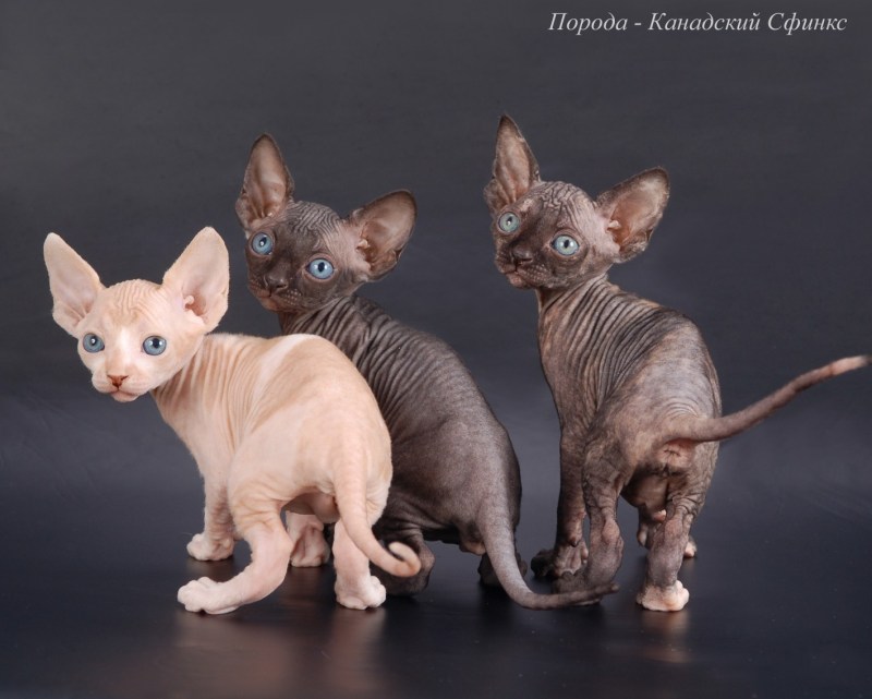 Сфинкс котенок