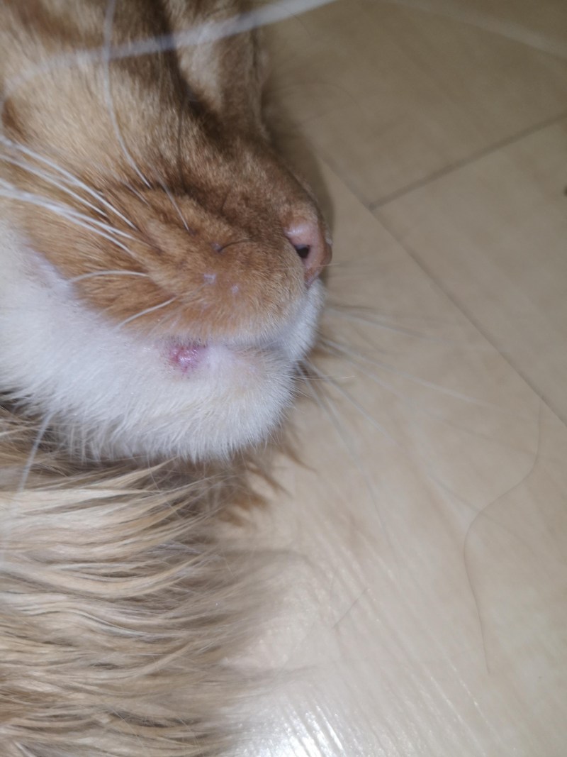 Шишки на нижней челюсти кота