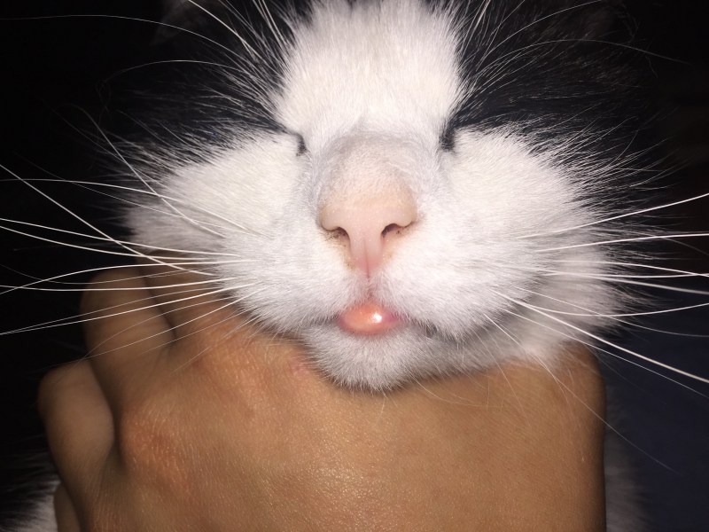Черные пятна на языке у кошки